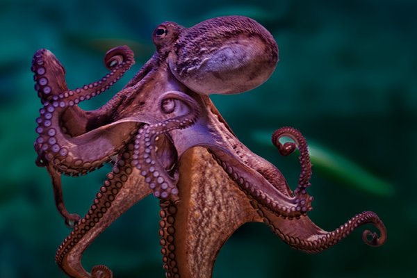 Kraken kraken dark link